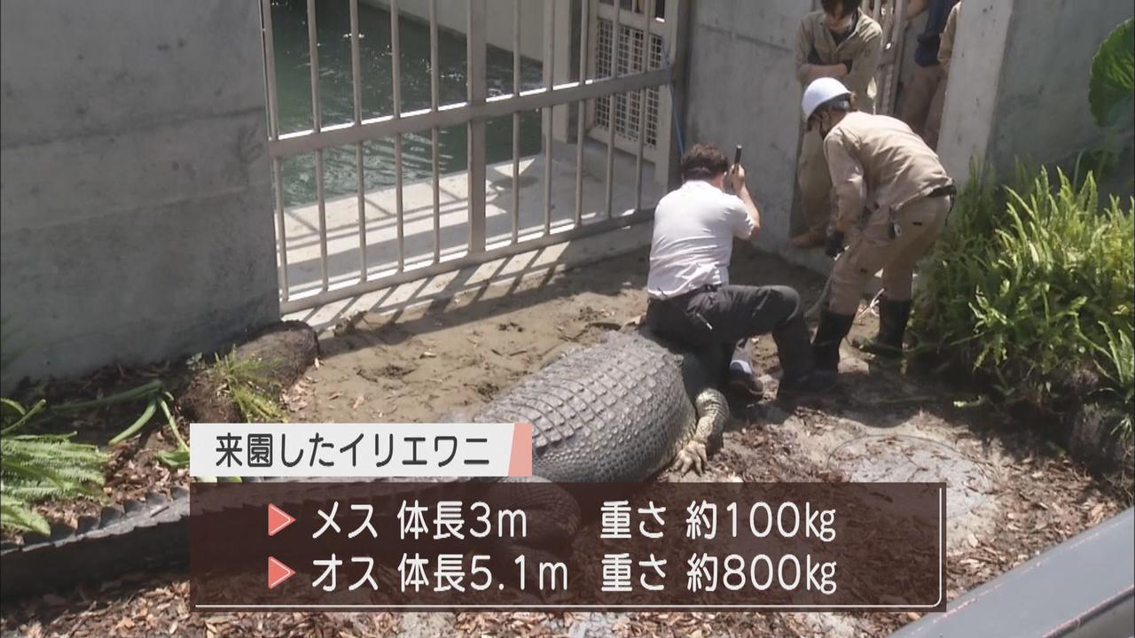 画像2: 体長5m超、重さ800Kg…世界最大の「人食いワニ」が来た! 目標は巨大ワニの繁殖 静岡・河津町の体感型動物園「iZoo」