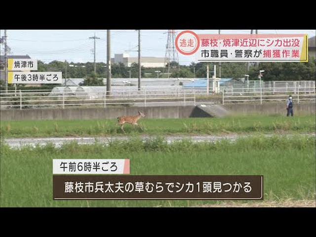 画像: 20人態勢で捕獲にあたるも…野生のシカいまだ逃走中 静岡・藤枝市~焼津市 youtu.be