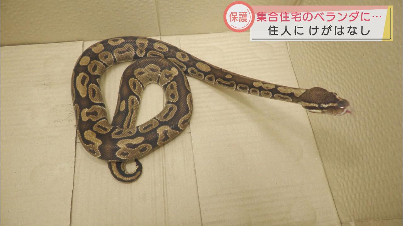 画像: 浜松市の集合住宅に1.5mのニシキヘビ　警察が捕獲も所有者は不明