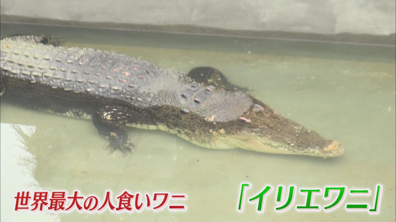 画像1: 迫力に大興奮…全長5.1m…世界最大のワニ公開始まる 小さな爬虫類博士「目がかわいい」 静岡・河津町 体感型動物園iZoo