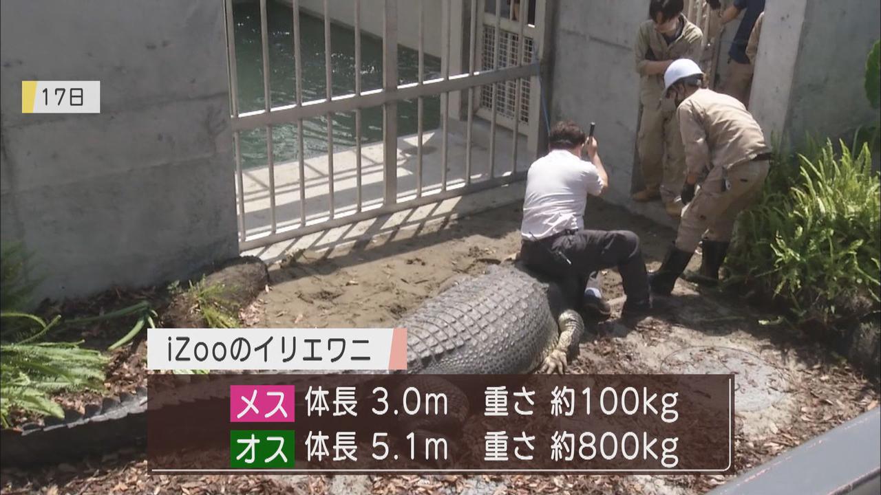 画像2: 迫力に大興奮…全長5.1m…世界最大のワニ公開始まる 小さな爬虫類博士「目がかわいい」 静岡・河津町 体感型動物園iZoo