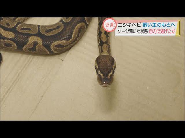 画像: 浜松市のニシキヘビ　飼い主が判明　空いたケージから逃げ出したか youtu.be