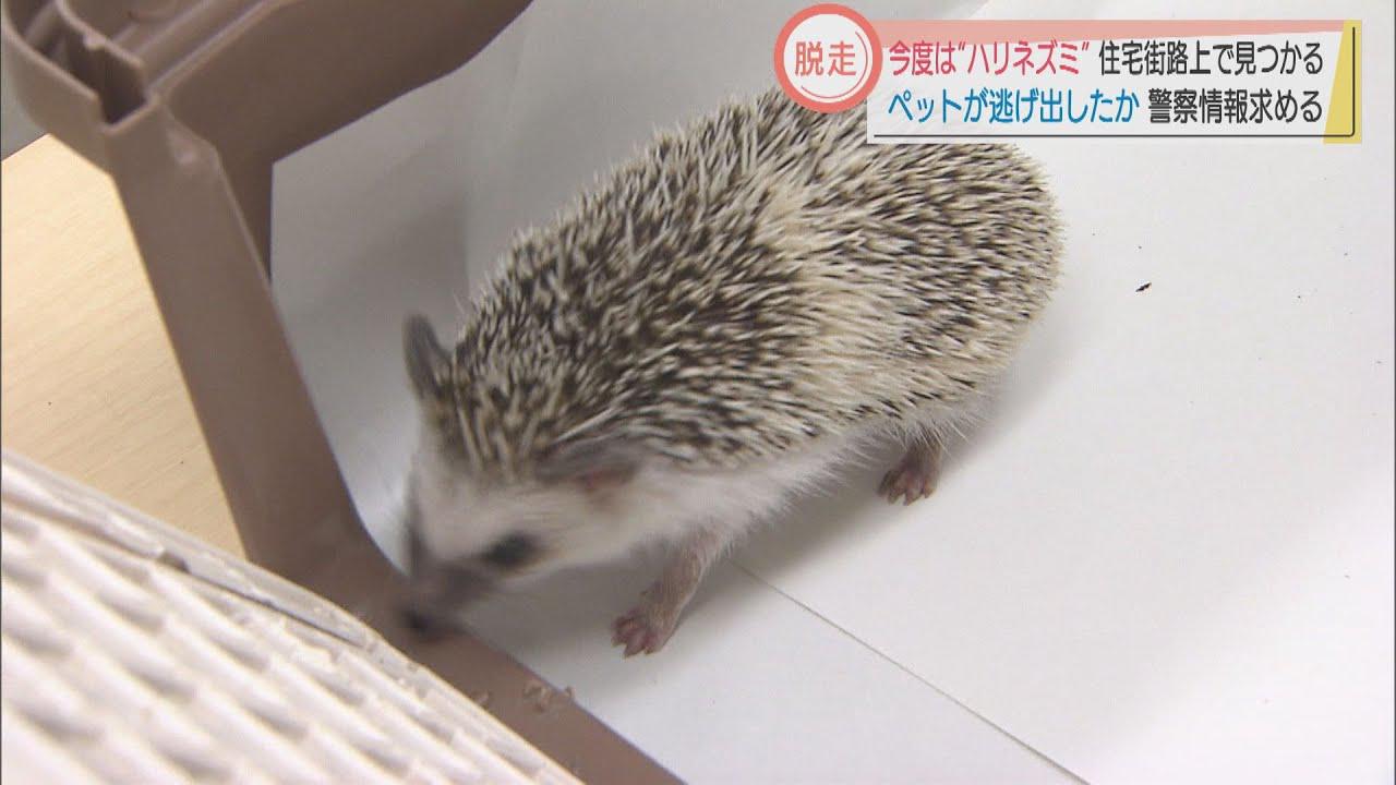 画像: ペットが逃げ出したか　浜松市の住宅街でハリネズミを「拾得」 youtu.be