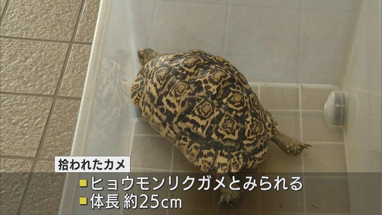 画像: 甲羅のヒョウ柄模様が人気の「ヒョウモンリクガメ」か…落とし物として届け出　静岡・藤枝市 youtu.be