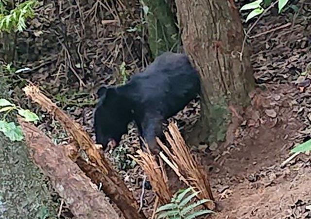 画像: 捕獲されたクマ(提供:西伊豆町)