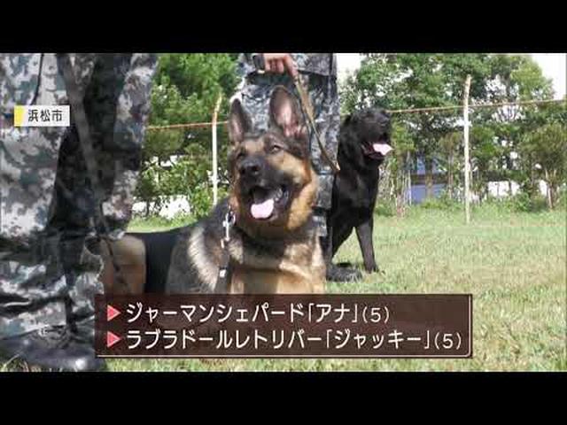 画像: 熱海市の土石流災害現場で活躍した救助犬を公開　航空自衛隊浜松基地 youtu.be