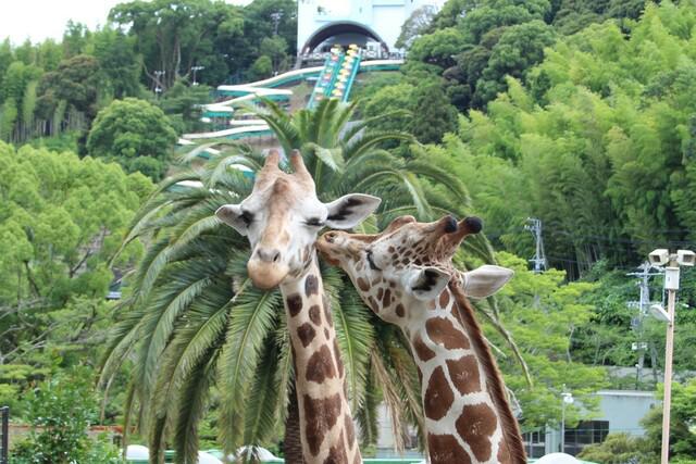 画像: ダイヤ(右)と寄り添うサクラ(日本平動物園提供)