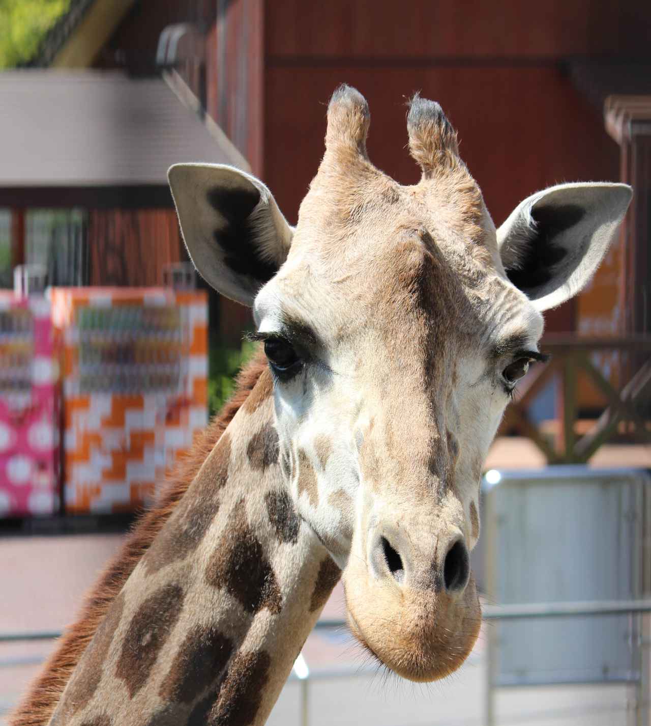 画像: キリンのサクラ(日本平動物園提供)