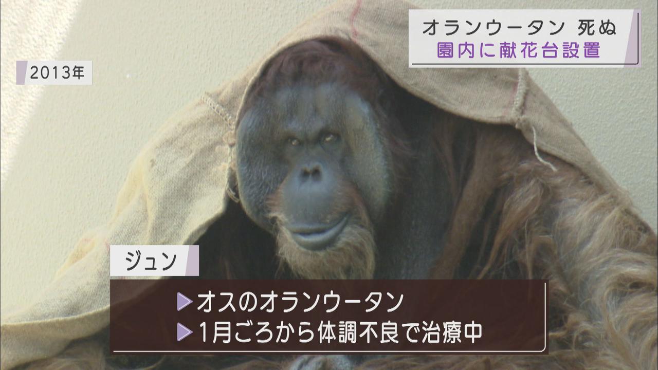 画像: 人気者のオランウータン「ジュン」死ぬ 静岡市の日本平動物園