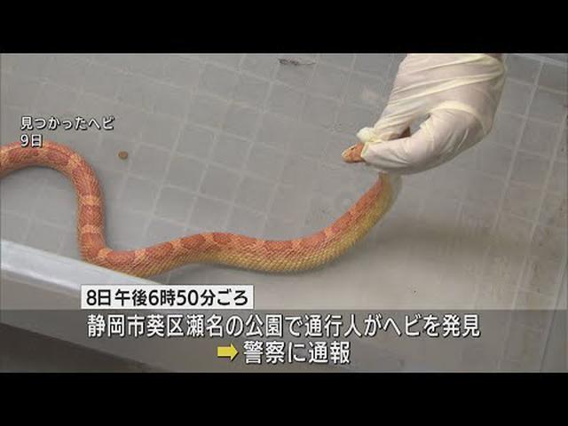 画像: 公園に1メートルのヘビ ペットが逃げたか 静岡市 youtu.be