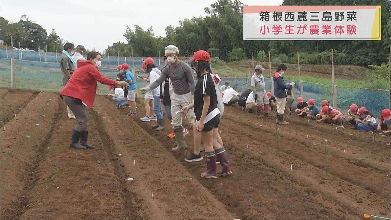 画像: 小学生が地元ブランド野菜の種まきと苗植え体験 静岡・三島市