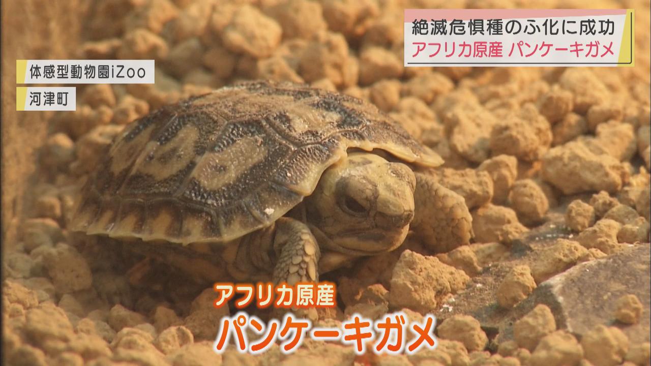 画像: パンケーキガメのふ化に成功　静岡・河津町「イズー」