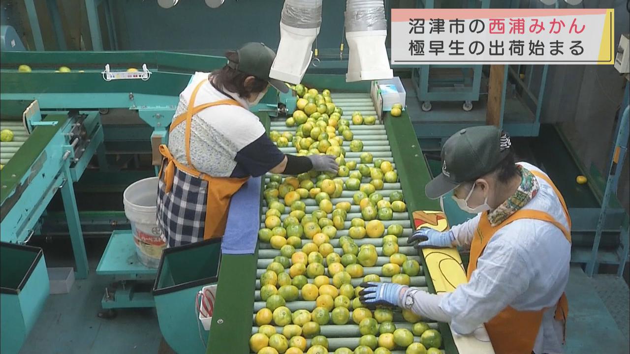 画像: 「みずみずしくさわやかですっきりとした味わい」極早生ミカンの出荷始まる　静岡・沼津市