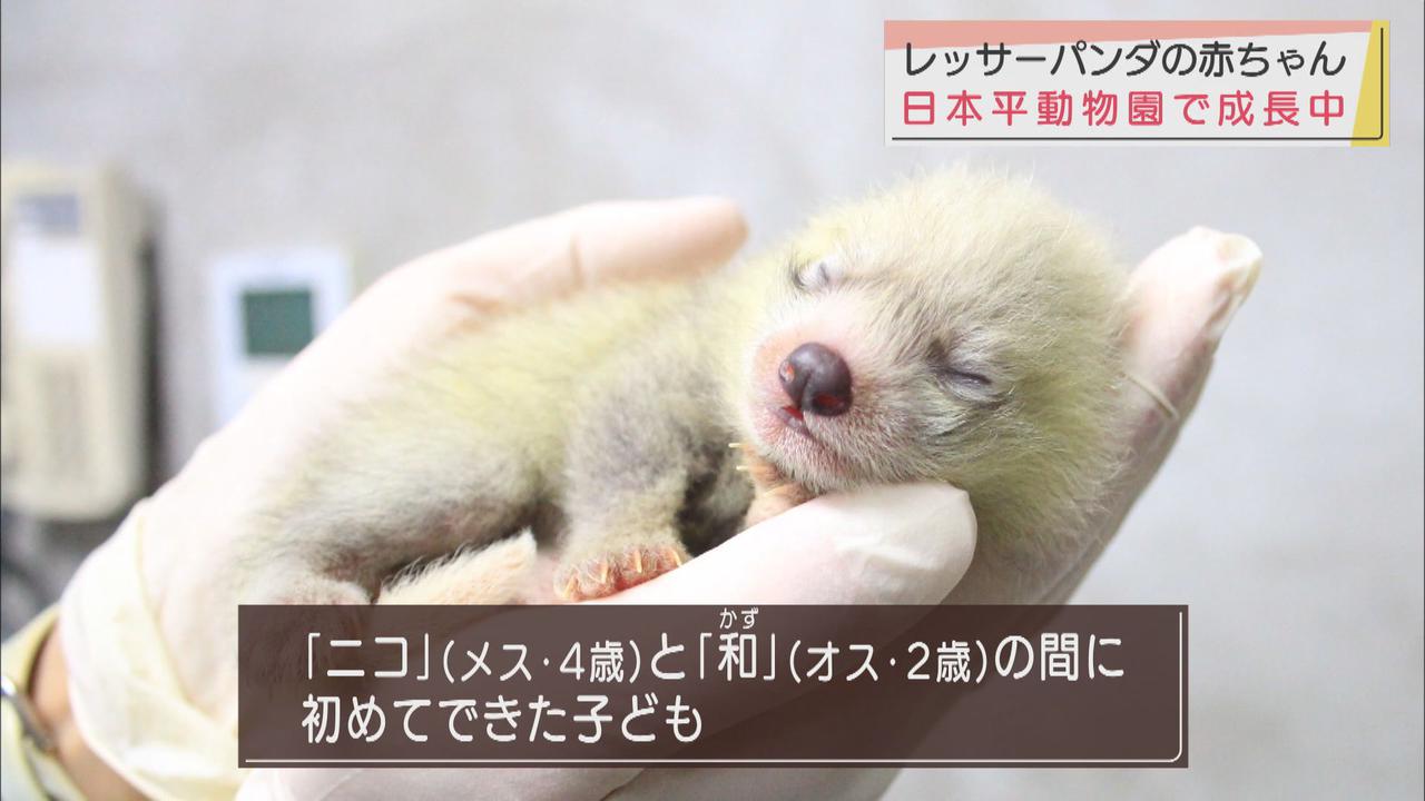 画像: レッサーパンダの聖地「日本平動物園」 赤ちゃんレッサーパンダすくすく育ってます 静岡市