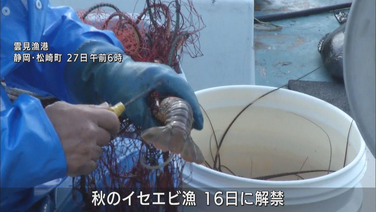 画像: 500グラムの大きなサイズも 秋のイセエビ漁で初水揚げ 静岡・松崎町の雲見漁港 youtu.be
