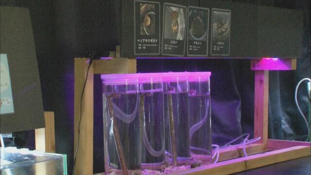 画像: パスタ用の容器で作った巻貝の飼育水槽