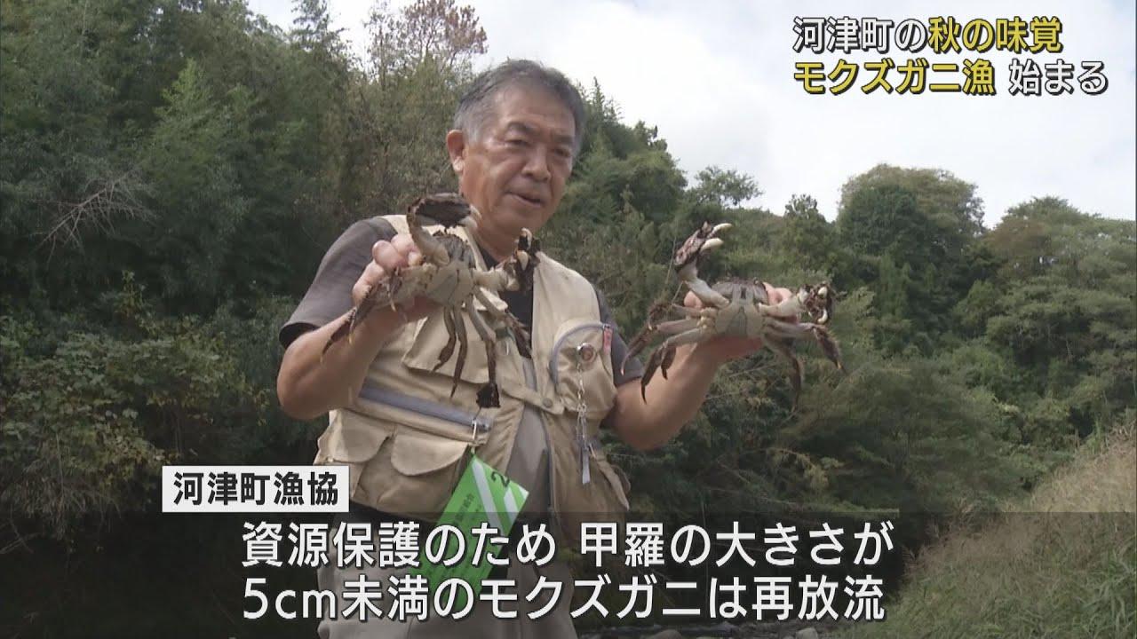 画像: 秋の味覚モクズガニ漁…中国で珍重されるシャンハイガニの仲間 静岡・河津町 youtu.be