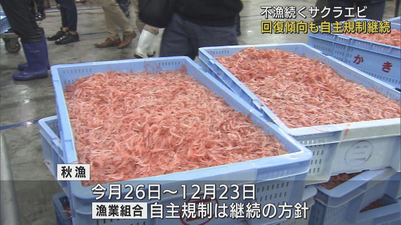 画像: 不漁続くサクラエビ　回復傾向も自主規制継続へ　来週から秋漁　静岡県 youtu.be