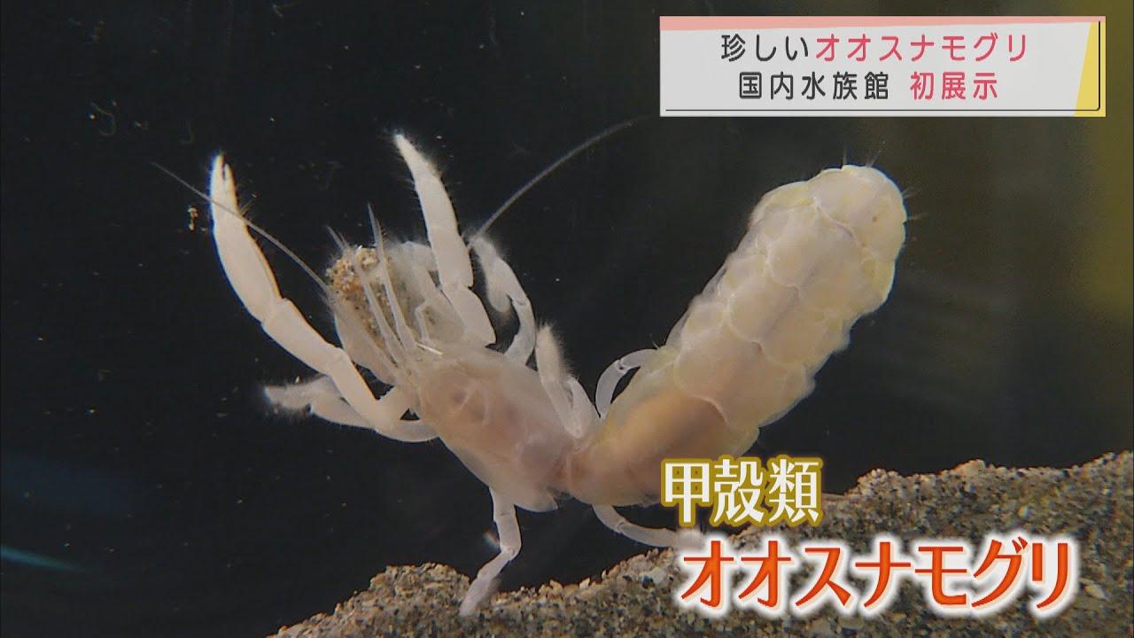 画像: 国内初!生きたオオスナモグリ展示 伊豆・三津シーパラダイス 静岡・沼津市 youtu.be