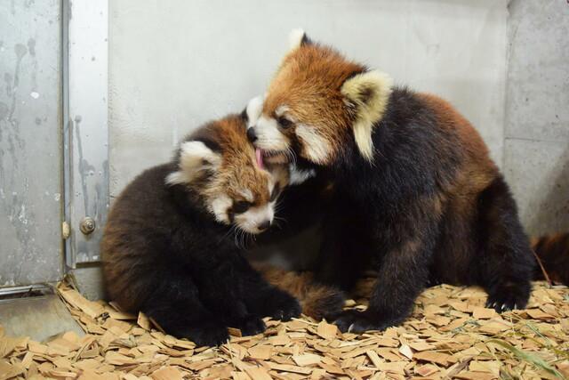 画像: 母親のニコ(右)と子どものレッサーパンダ 日本平動物園提供