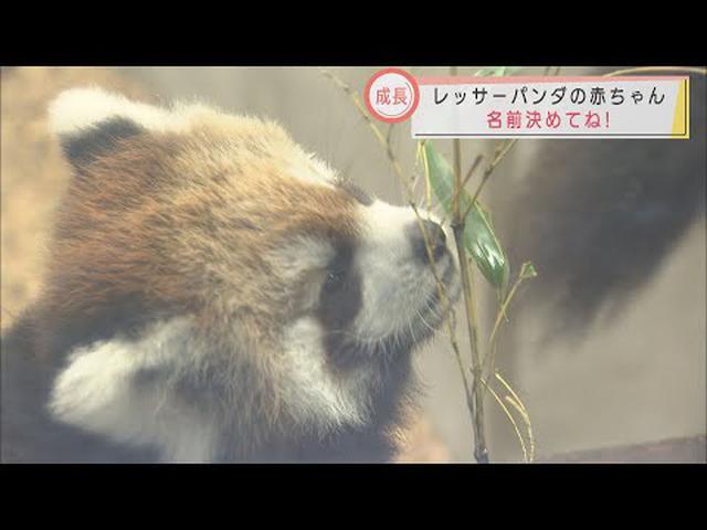 画像: すくすく！レッサーパンダの赤ちゃん一般公開 　早くも日本平動物園の人気者に　静岡市 youtu.be
