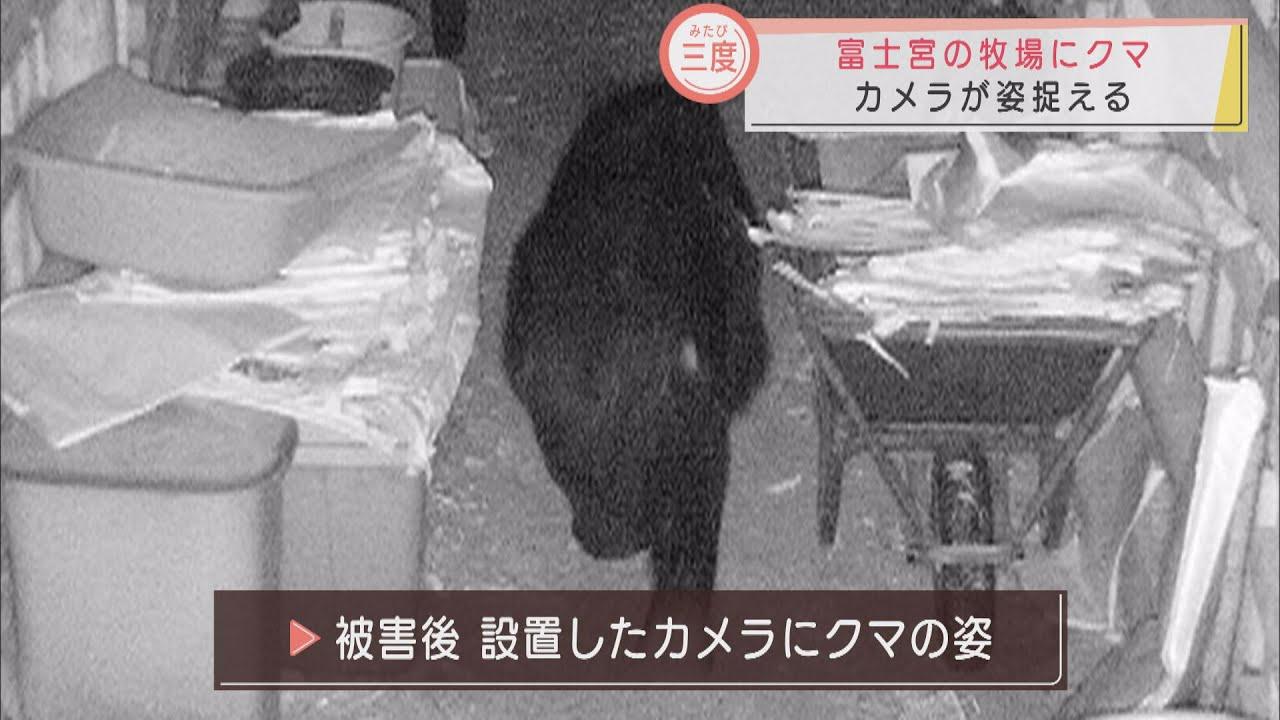 画像: 烏骨鶏35羽被害の牧場にまたクマ…新たなわなを設置へ 静岡・富士宮市 youtu.be