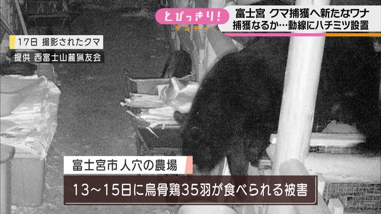 画像: 近くには小学校…早い捕獲を クマの通り道に新たなワナを設置 クマの出没相次ぐ静岡・富士宮市 youtu.be