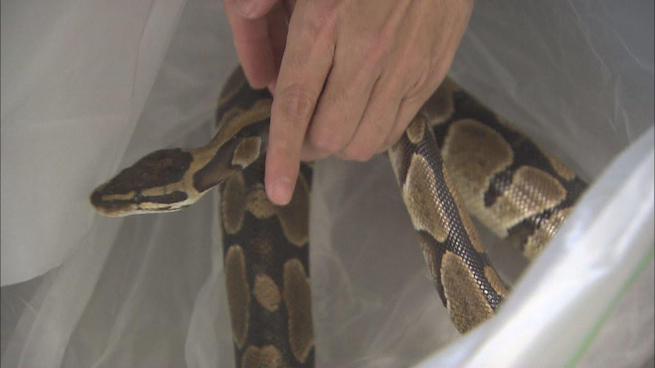 画像: 【路上でニシキヘビ】　飼い主を探してます　静岡・磐田市 youtu.be