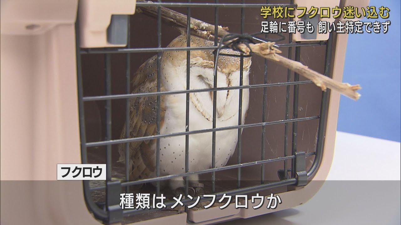 画像: 学校に珍客…迷い込んできたのはフクロウ　番号が付いた足輪が…　静岡市清水区 youtu.be