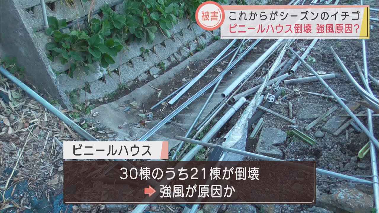 画像: 「来週くらいに復旧できれば…」　石垣イチゴのビニールハウス21棟倒壊　30日の強風原因か　静岡市 youtu.be