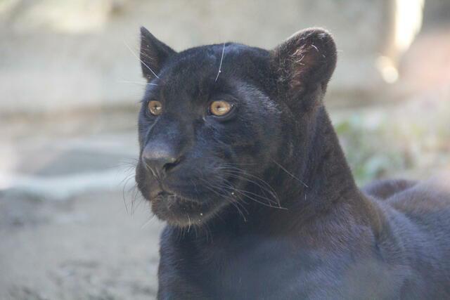 画像: 「小梅」　提供：日本平動物園