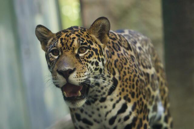 画像: 父親の「卯月小助」　提供：日本平動物園