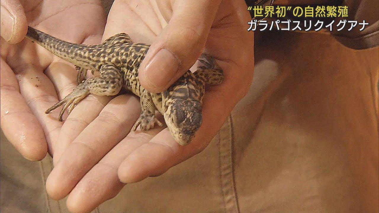 画像: 【世界初!】ガラパゴスリクイグアナの自然繁殖に成功 生息地と似た環境での飼育が要因か 静岡・河津町「iZoo」 youtu.be