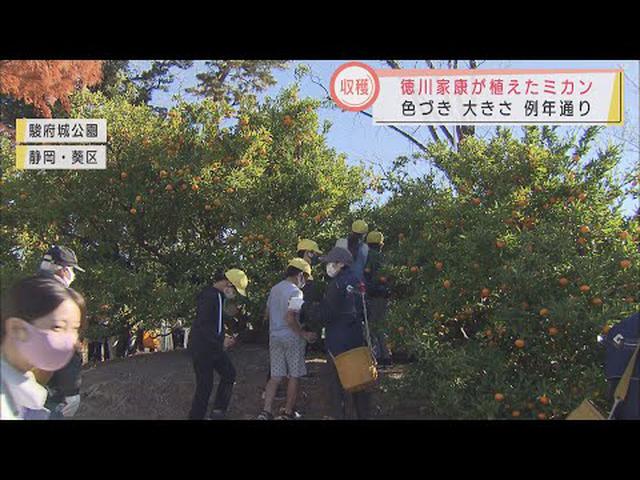 画像: 400年以上前に徳川家康が植えたミカンの木…今年もたわわに実り、園児・児童が収穫 静岡市 youtu.be