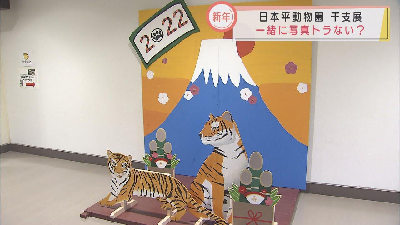 画像: 年賀状用の写真トラない? 恒例の干支展始まる 静岡市の日本平動物園 youtu.be