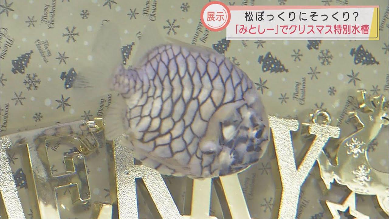 画像: まるでクリスマス飾りの松ぼっくり? 特別水槽で「マツカサウオ」特別展示 伊豆・三津シーパラダイス youtu.be