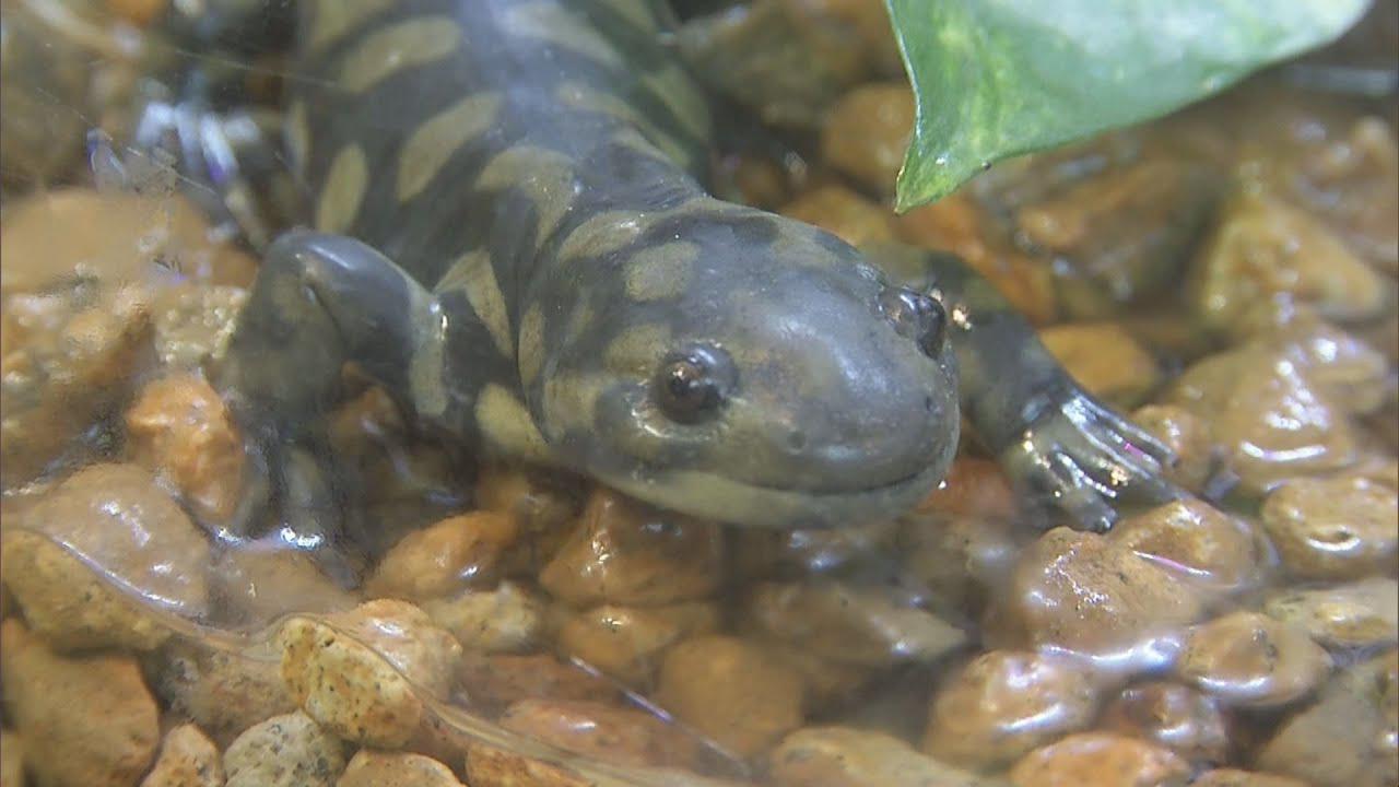 画像: 体の模様が名前の由来・・・来年の干支にちなんだ生き物展示　静岡・沼津市 youtu.be