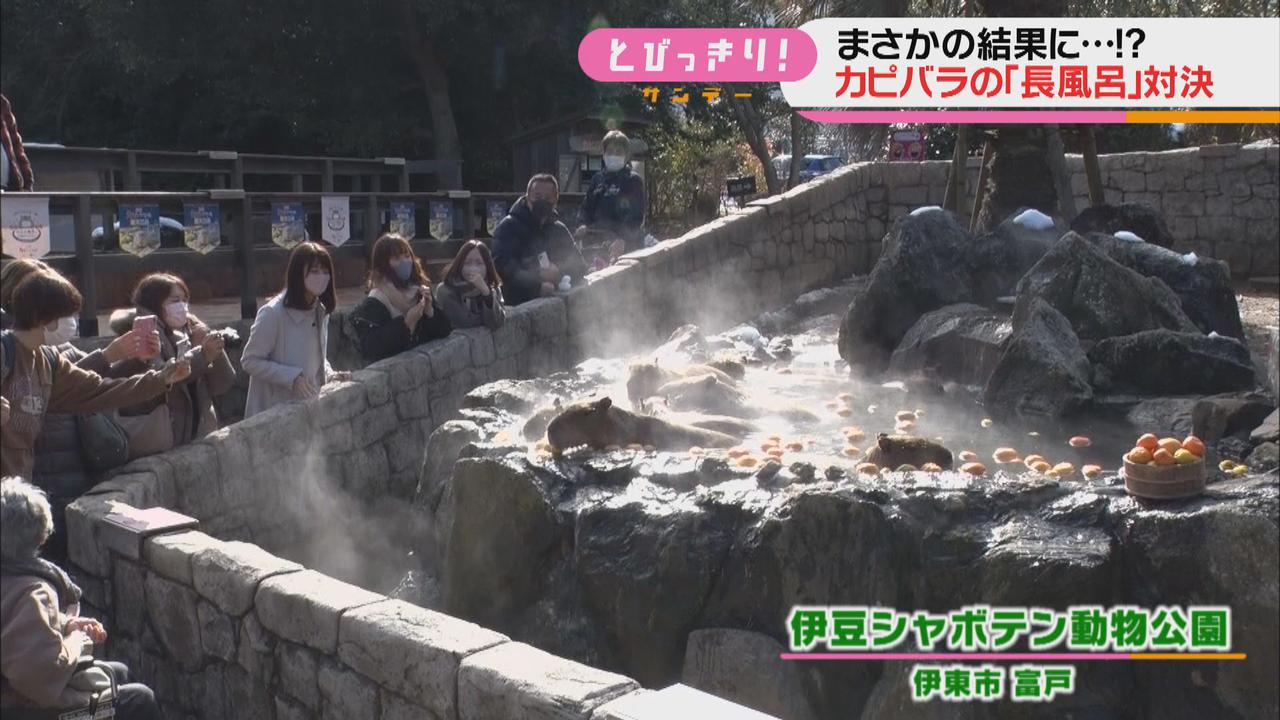 画像1: 去年2位のポルちゃんがリベンジ…カピバラ長風呂対決で伊豆シャボテン動物公園に7年ぶり優勝もたらす　静岡・伊東市