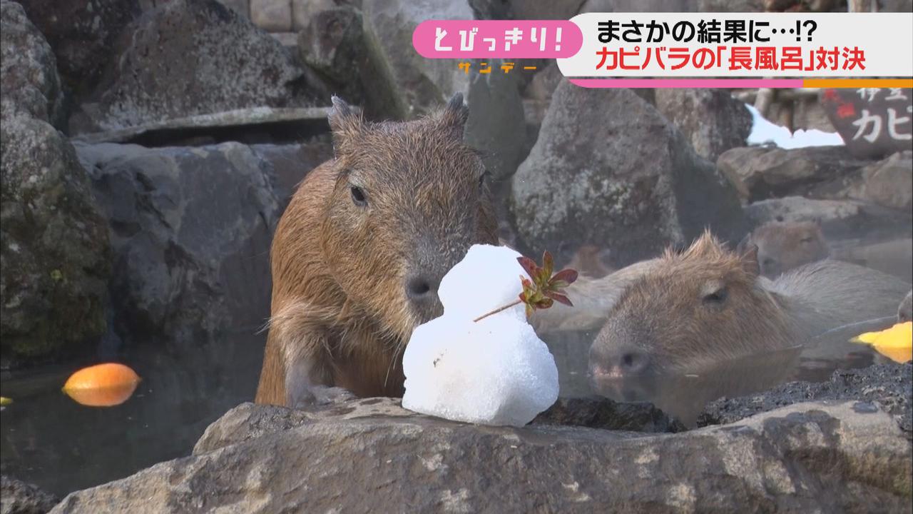 画像2: 去年2位のポルちゃんがリベンジ…カピバラ長風呂対決で伊豆シャボテン動物公園に7年ぶり優勝もたらす　静岡・伊東市