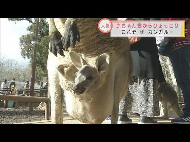 画像: アカカンガルーの赤ちゃんが可愛いすぎる　静岡・富士サファリパーク youtu.be