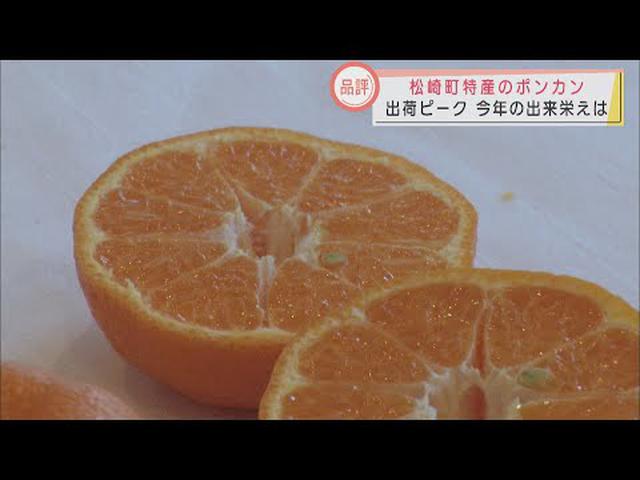 画像: 甘みと酸味のバランスが自慢　今年のポンカンの出来栄えは　静岡・松崎町で品評会 youtu.be
