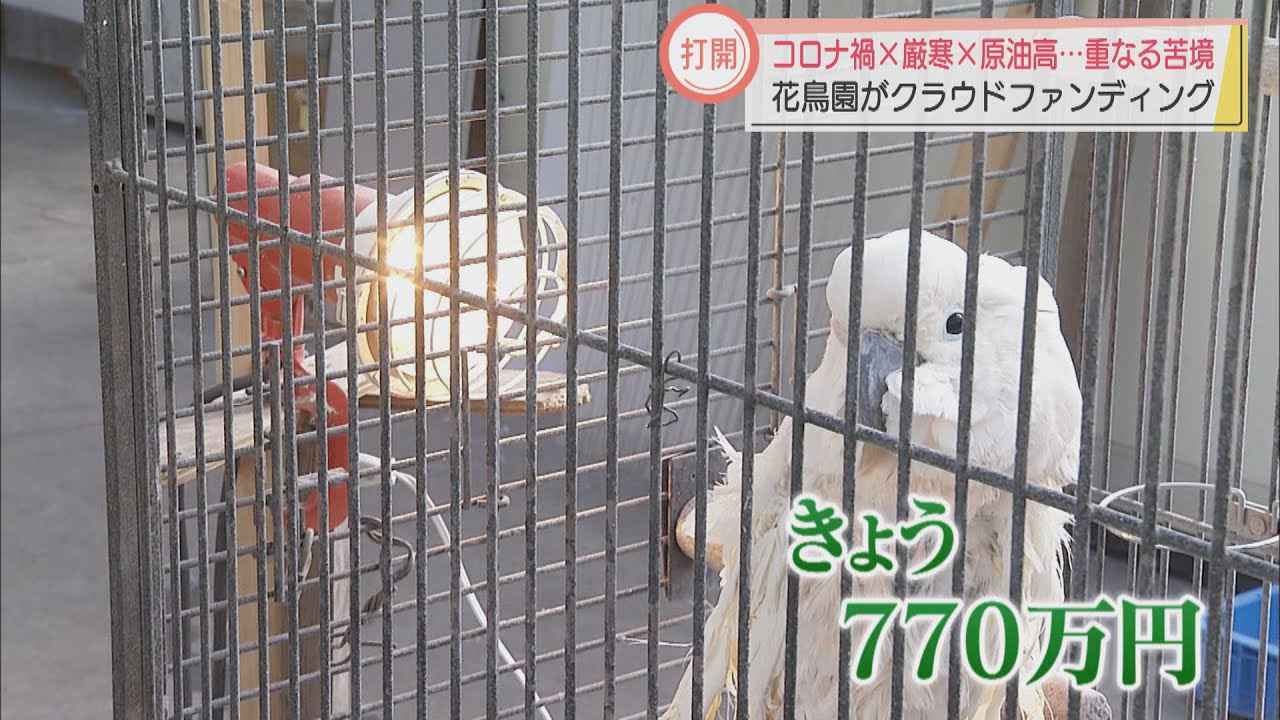 画像: コロナ禍と厳寒のダブルパンチ　クラウドファンディングで苦境脱出を　静岡・富士宮市の富士花鳥園 youtu.be