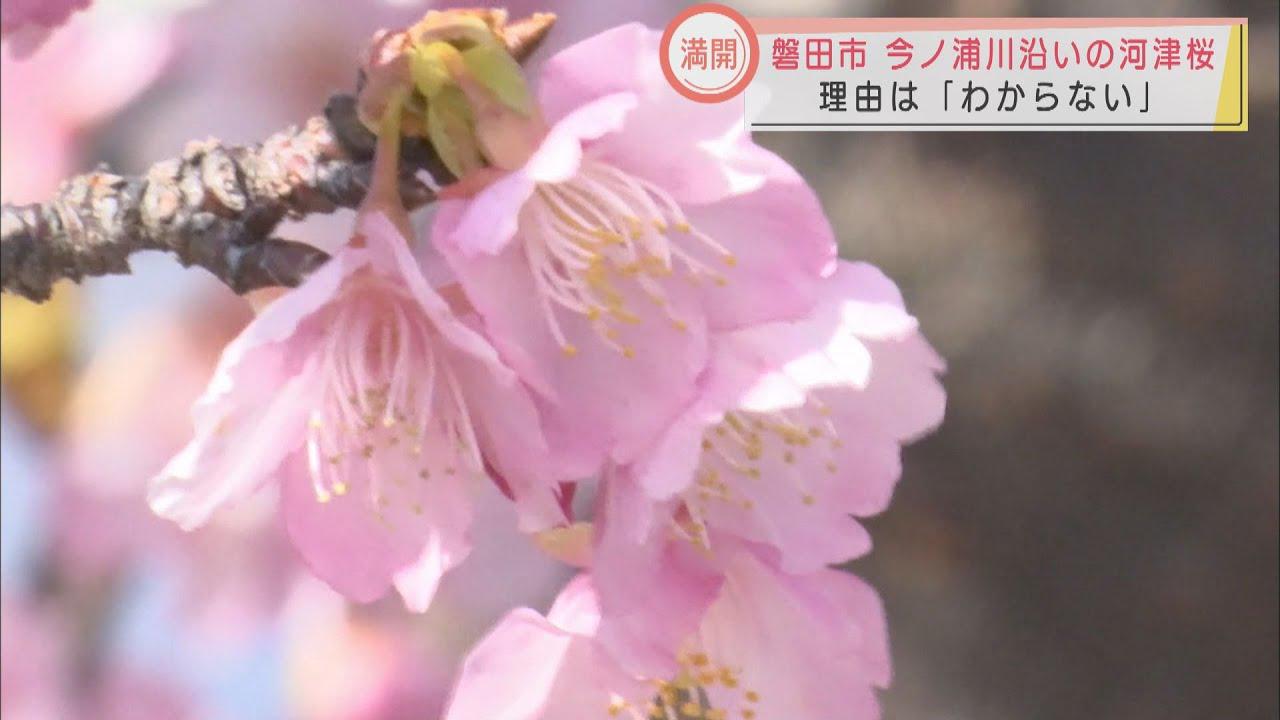 画像: 不思議？！150本の河津桜のうち1本だけ“満開”　理由は「わからない」　静岡・磐田市 youtu.be