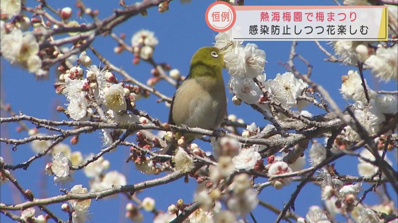 画像: 今が見ごろ　静岡・熱海梅園の梅まつり　色艶やか60品種が観光客を魅了 youtu.be
