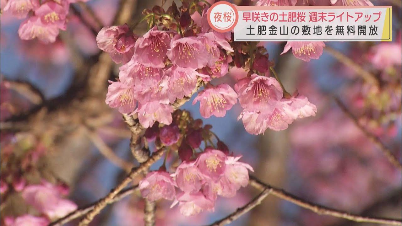 画像: 河津桜より早咲きの土肥桜　「日本一早い」桜祭りでライトアップ始まる　静岡・伊豆市 youtu.be