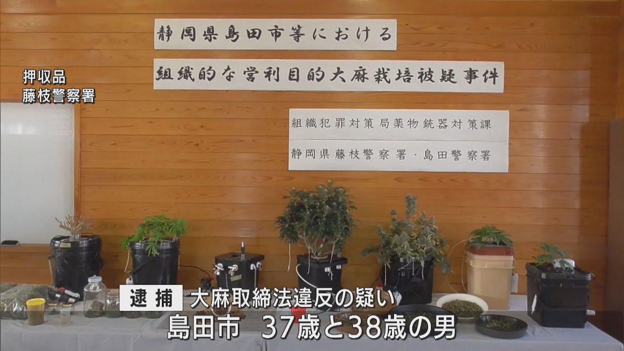 画像: 大麻草を営利目的で栽培した疑いで30代の男2人を現行犯逮捕 静岡・島田市 youtu.be