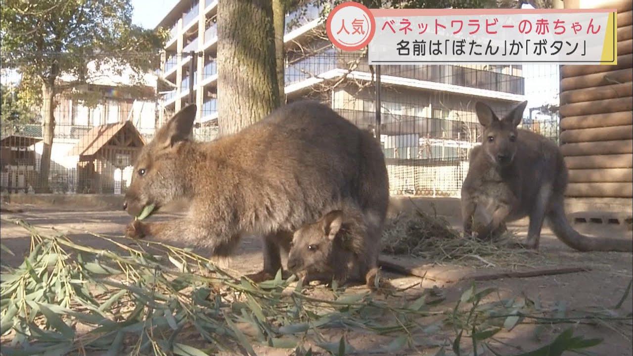 画像: 楽寿園のワラビーの赤ちゃん「ぼたん」が激カワの件 お母さんの袋から顔を出す姿が愛くるしい 静岡・三島市 youtu.be