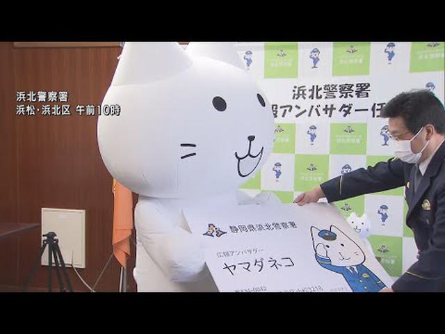 画像: 警察署の防犯活動を広報するのは「つぶらな瞳でちょっと脱力系」…アンバサダーに任命された「ヤマダネコ」 静岡・浜北警察署 youtu.be