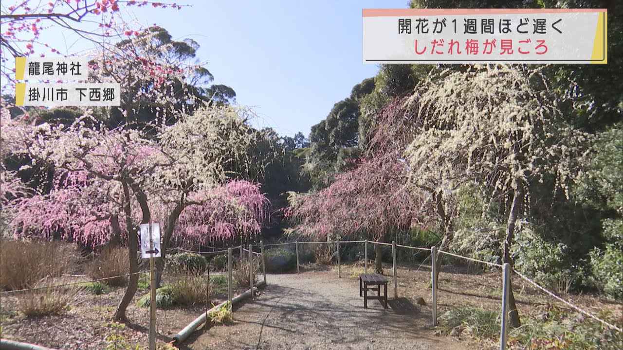画像: 紅やピンク、白色…しだれ梅が見ごろ 静岡県掛川市の龍尾神社 youtu.be