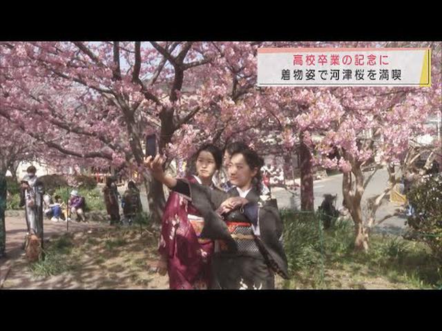 画像: 晴れ着姿の女子高生が河津桜並木で並んで「自撮り」…着物文化を楽しんで 静岡・河津町 youtu.be
